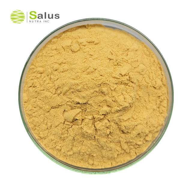 Lion’s Mane Mushroom Extract