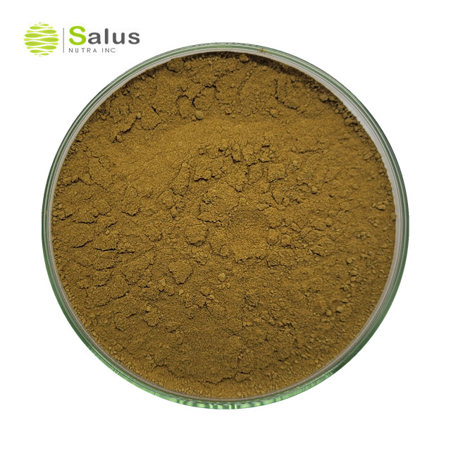 Gymnema Sylvestre Extract